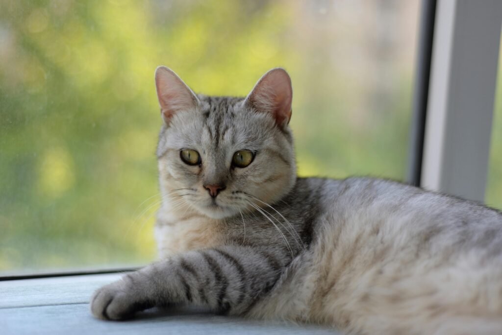 Un chat gris sur un rebord.