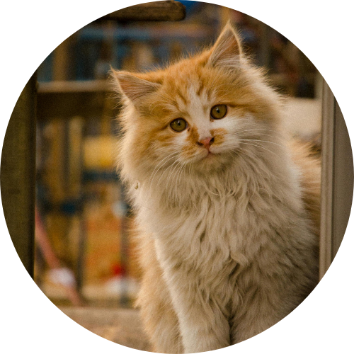 Un chat mignon avec un regard curieux.