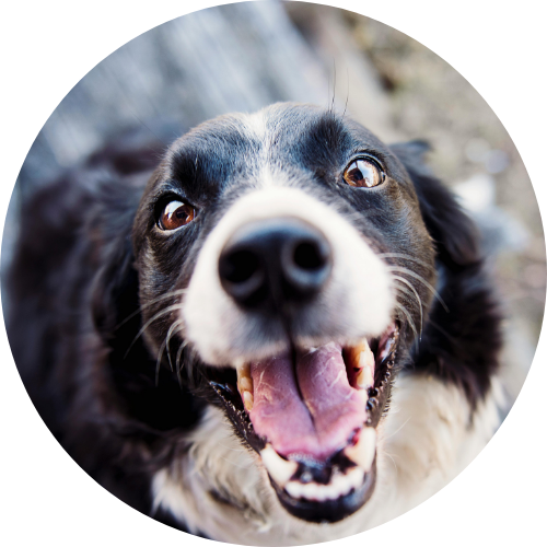 Un chien heureux et souriant.