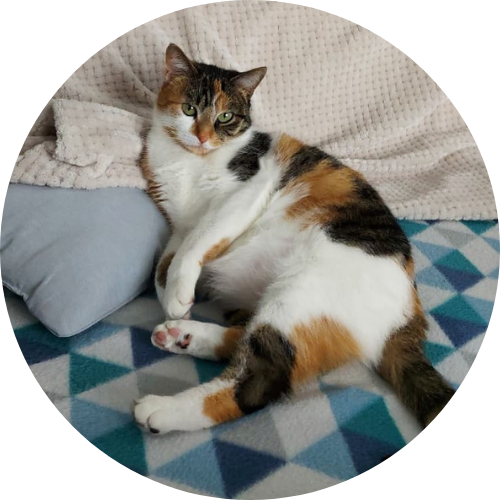 Chat détendu sur un canapé