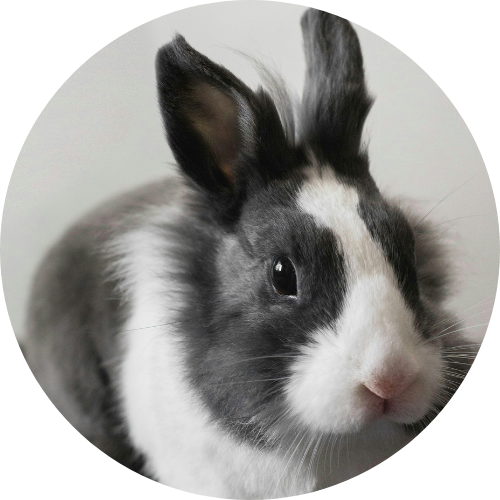 Lapin gris et blanc mignon.