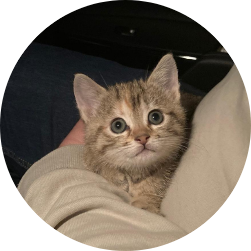 Un chaton mignon dans les bras.