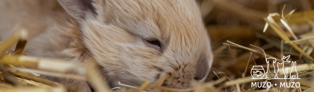 Lapin foin