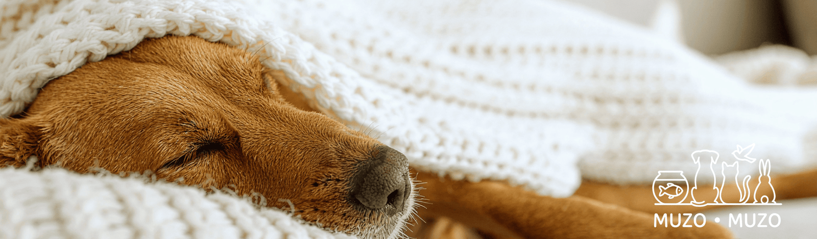 Faut-il couvrir son chien la nuit ?