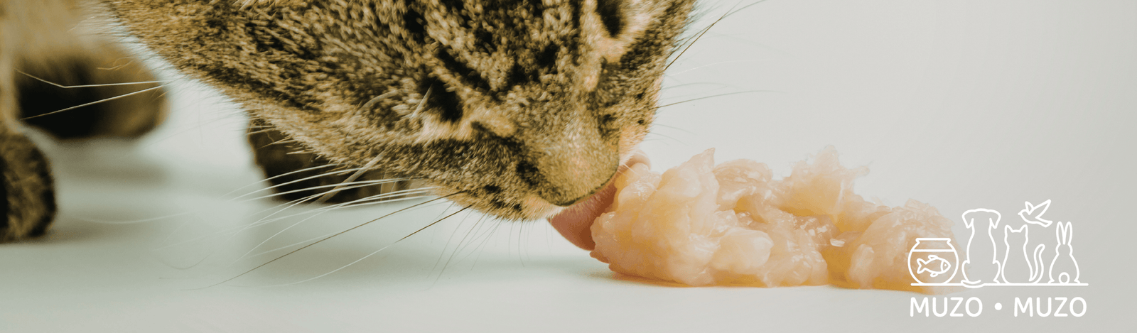 Pourquoi mon chat éternue quand il mange ?