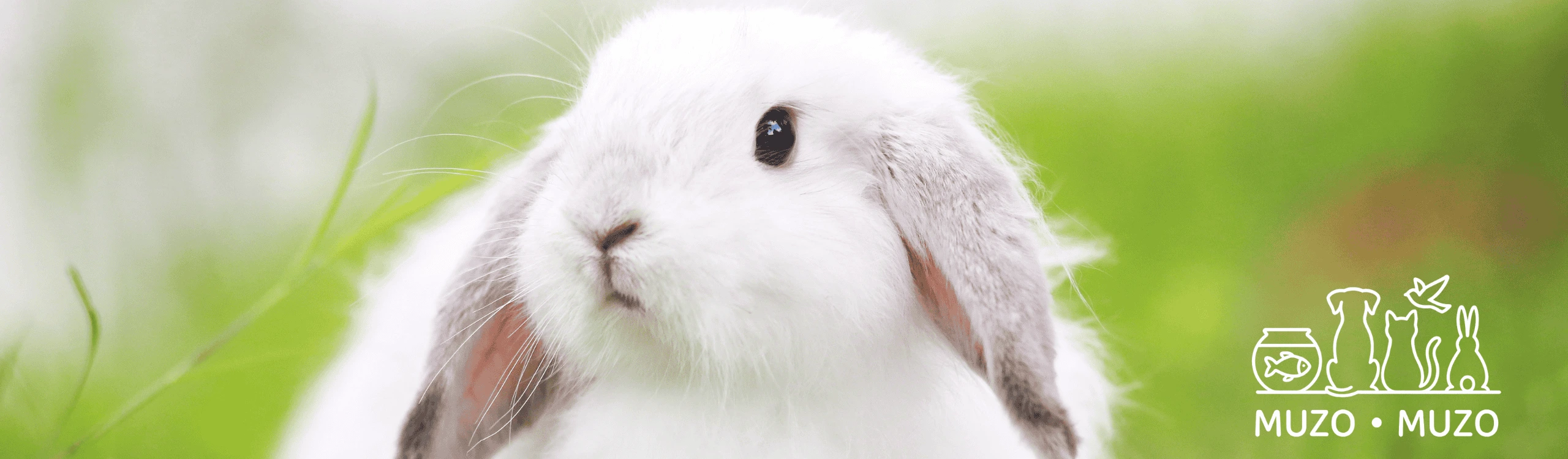 Les meilleurs légumes pour les lapins