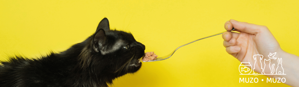 Le jus de thon est-il bon pour le chat ?