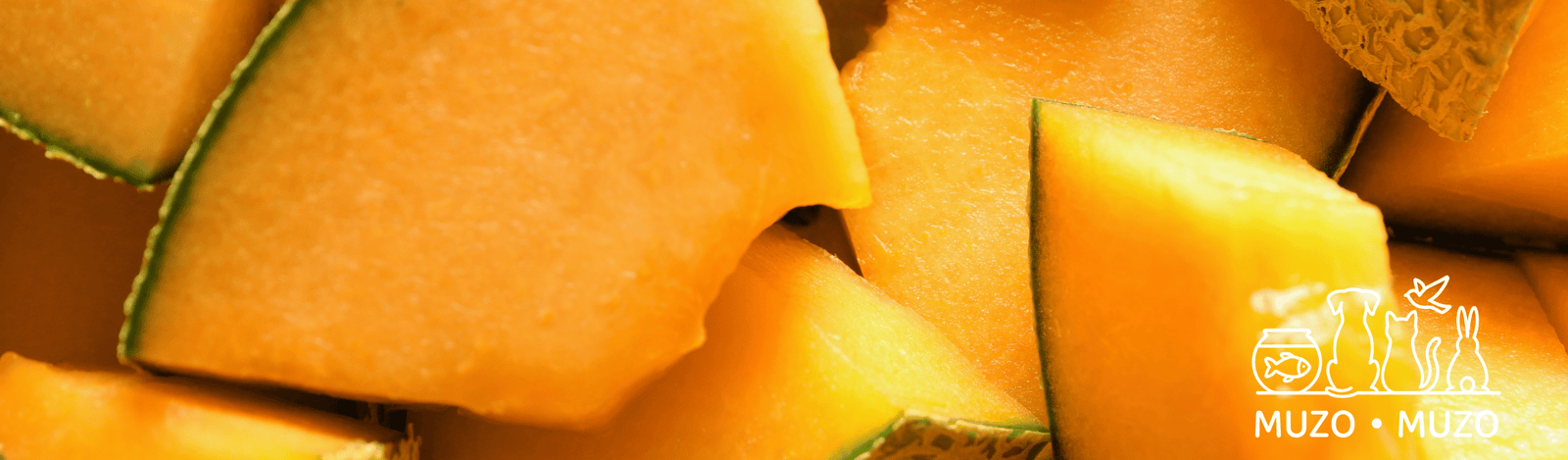 Peut-on donner du melon à son chien ?