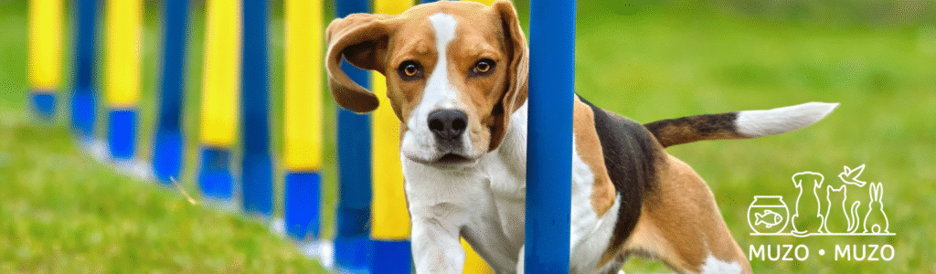 Les bienfaits de l'agility pour les chiens