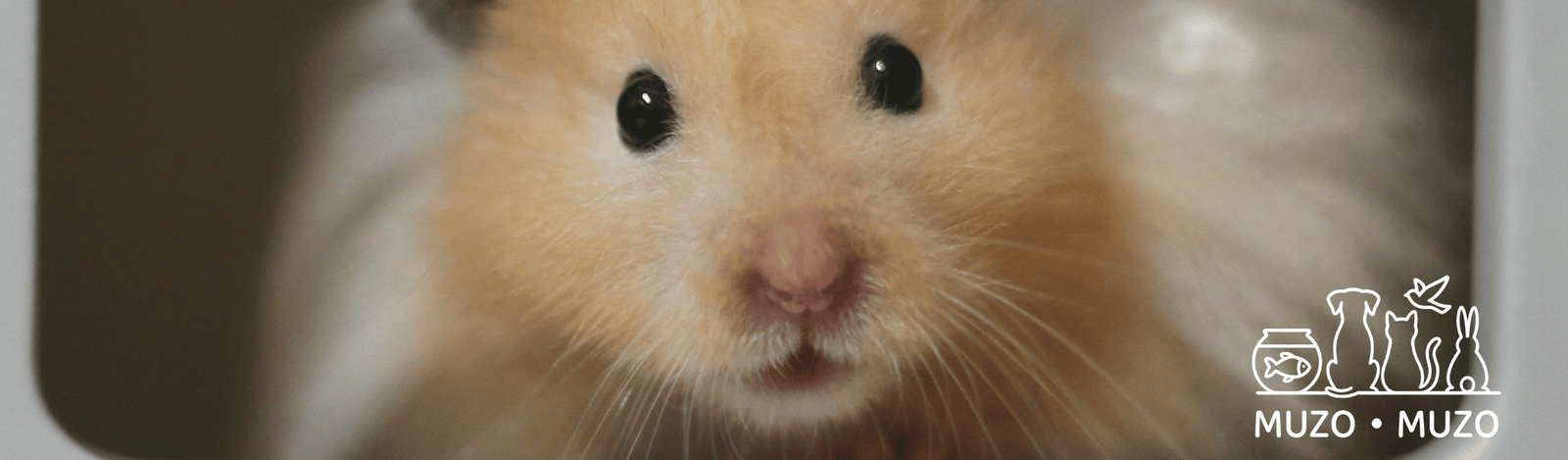 Comment protéger son hamster de la chaleur ?