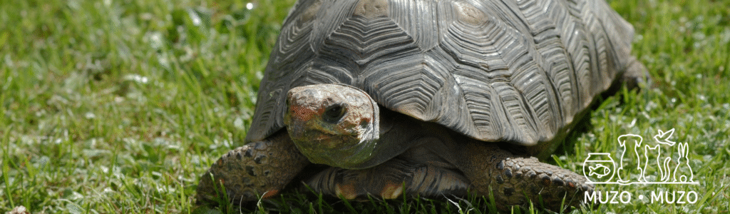 Comment faire cohabiter un chat et une tortue ?