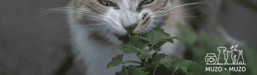 À partir de quel âge donner de l'herbe à chat ?