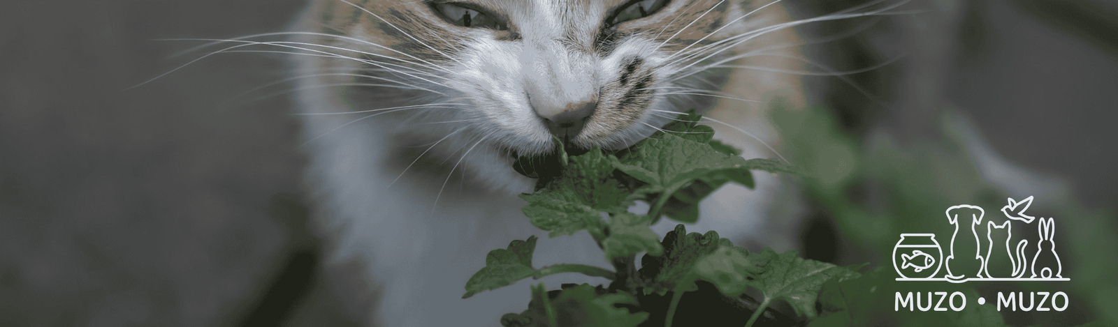 À partir de quel âge donner de l'herbe à chat ?