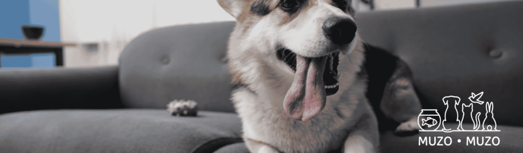 Peut-on donner du maïs à un chien ?
